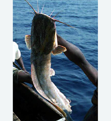 Record photograph for Bathyclarias nyasensis